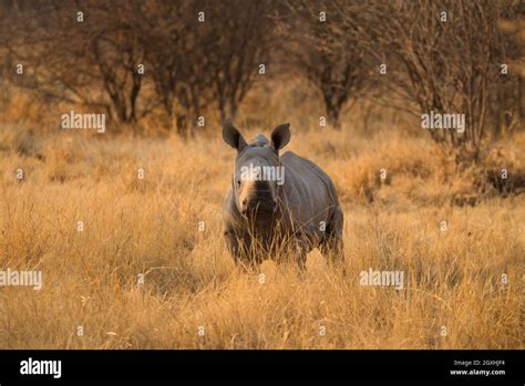 White rhino baby in Etosha National park Africa Stock Photo - Alamy