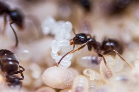 Ant with jelly beans | lasius niger with eggs. Spotted: * ww… | Flickr