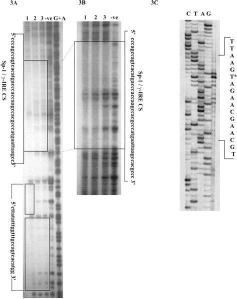 -DNase 1 footprinting and primer extension analysis. For DNase 1 ...