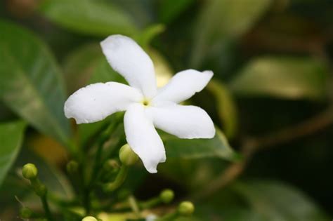 Free photo "White Crape Jasmine Flower With Leaves"