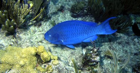 Ikan Terumbu Karang Yang Cantik Blue Parrotfish |MyRokan