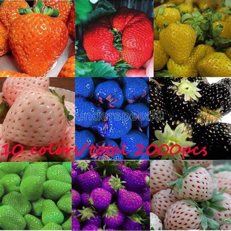 Strawberry Seeds For Sale - Garden Plant