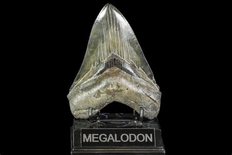 Megalodon Teeth For Sale - FossilEra.com