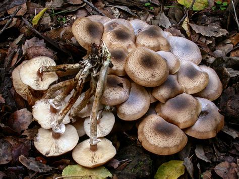 California Fungi: Armillaria mellea