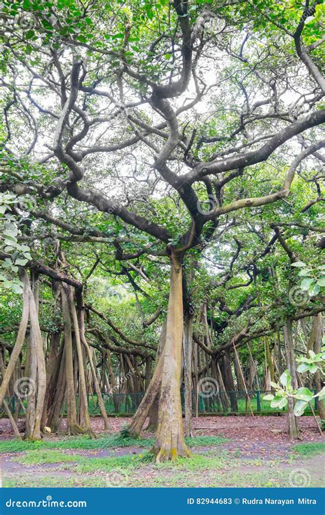 Great Banyan Tree, Howrah, West Bengal, India Stock Image - Image of ...