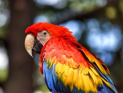 Difference Between Parrot and Macaw | Difference Between