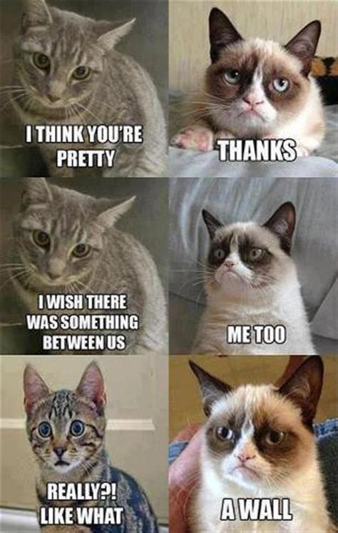 funny memes grumpy cat - Dump A Day