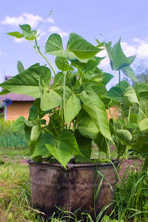 Growing Green Beans In Nc - Mbi Garden Plant