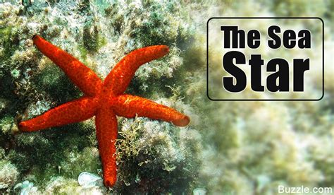 Incredibly Interesting Facts About Starfish | Starfish facts, Fun facts ...