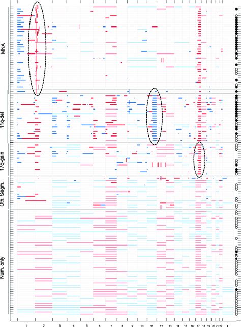 Summary of SNP array data of gains and losses for 134 NB cases ...