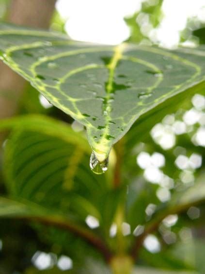 Fun Fact: Leaves with Drip Tips – Paragon