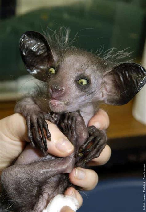 Aye-aye » GagDaily News