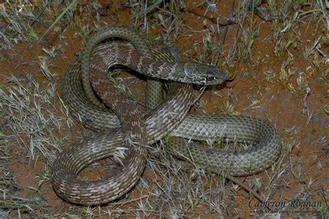 Red Cliffs Desert Reserve » Coachwhip Snake (Masticophis flagellum)