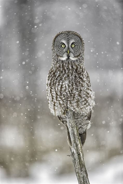 : Photo | Great grey owl, Awesome owls, Pet birds