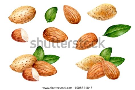 Almond Set Watercolor Isolated On White Stock Illustration 1508541845