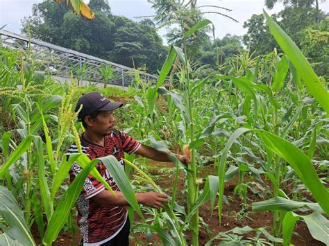 Hasil Pertanian Jagung di Bojongkerta Capai 30 Ton