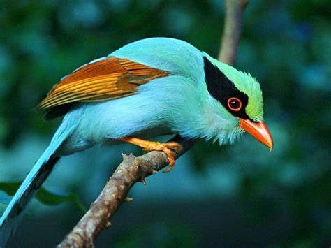 hdlandscapewallpaper.com | Colorful birds, Exotic birds, Beautiful birds