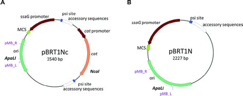 Generating a selectable marker gene-free plasmid in E. coli. A) Plasmid ...