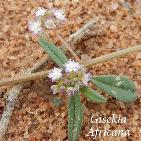 Wild Flowers of Central Namibia | Wild flowers, Namibia, Wild