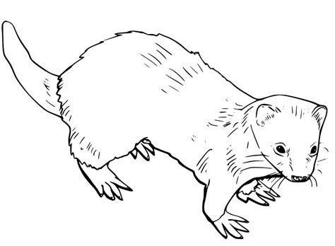 Ferret 12 Coloring Page - Free Printable Coloring Pages for Kids