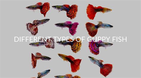 38 Different Guppy Types (And What They Look Like) - Betta Care Fish Guide