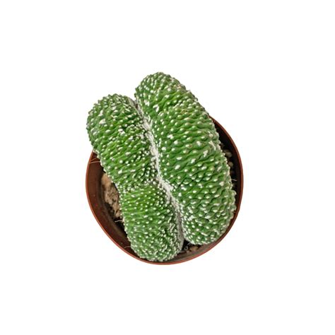 Brain Cactus (Cristata)