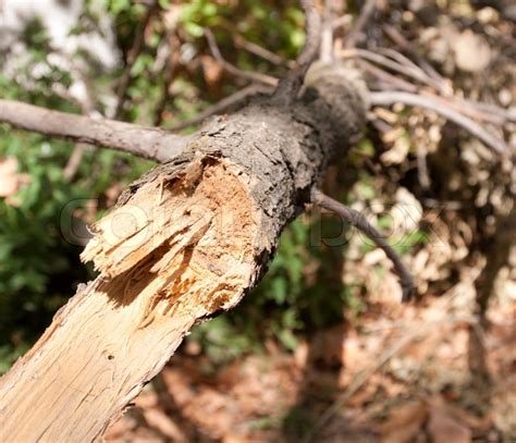 Broken branch from a tree | Stock image | Colourbox