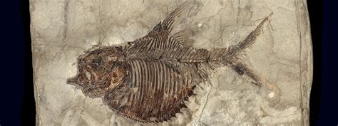 Fossil fish collection | Natural History Museum