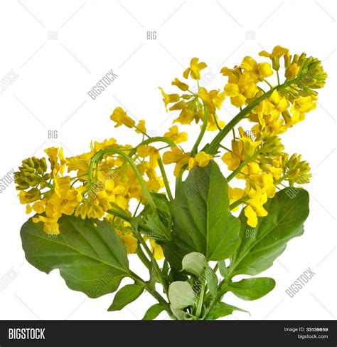 Flowering rapeseed plant ( Brassica napus , Yellow Rocket ) close up ...