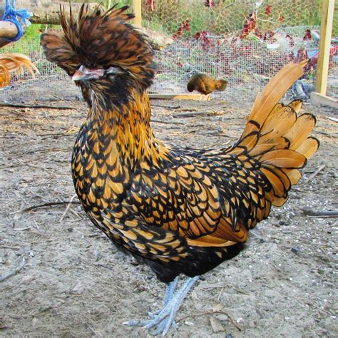 Blue Kings - Blue Laying Fully Crested Hybrid - BackYard Chickens Community