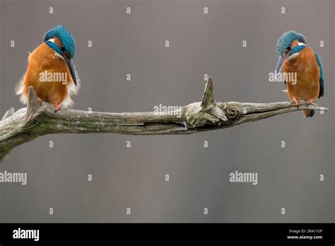 river kingfisher (Alcedo atthis), couple perches on a dead branch and ...