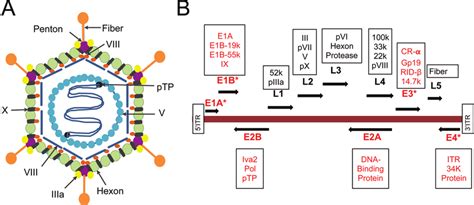 Adenovirus structure and genome organization. (A) Graphical ...