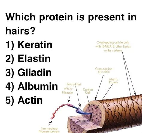 Hair Protein - MEDizzy