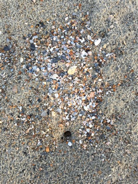 Ghost Crab Burrows — Islands of America