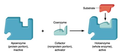 Coenzymes: Structure and Biochemical Functions : Pharmaguideline