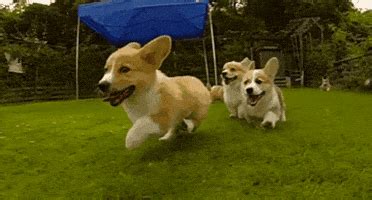 Dogs Running GIF - Find & Share on GIPHY