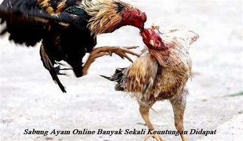 Sabung Ayam Online Banyak Sekali Keuntungan Didapat