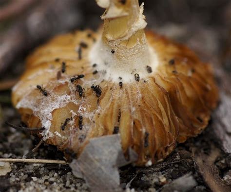 Ants feeding on fungi | Beth_Kin | Flickr