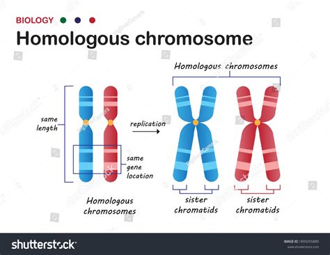 Homologous Chromosome Photos and Images | Shutterstock