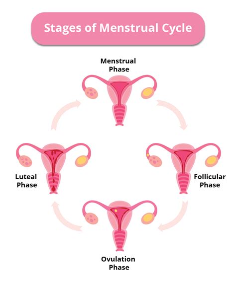 What are the Stages of the Menstrual Cycle? - Birla Fertility & IVF