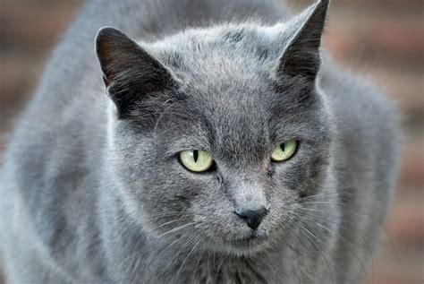 14 Small Cat Breeds — Best Family-Friendly Small Cats