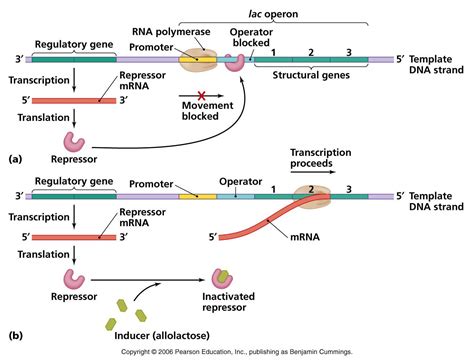 Lac operon- Definition, structure, Inducers, diagram