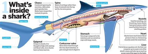 Shark, Anatomy, Dogfish shark