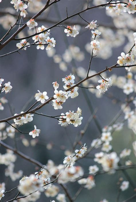 Plum Blossom Wallpapers - Wallpaper Cave