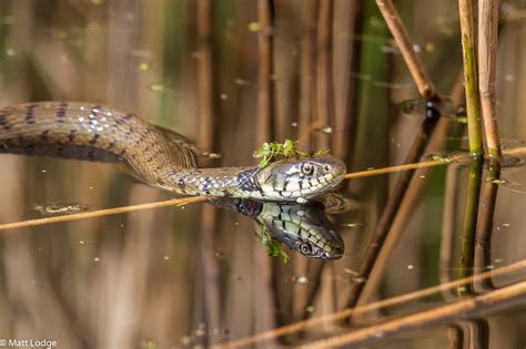 Grass Snake (Natrix natrix) - Freshwater Habitats TrustFreshwater ...