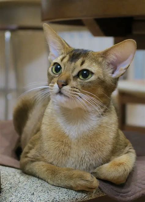 7 Abyssinian Cat Colors - Find The Right Color For You