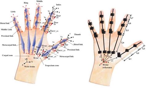 [PDF] BIOMECHANICS OF THE HUMAN HAND | Semantic Scholar