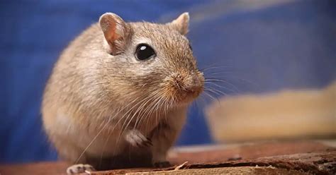 Gerbil Behavior - AnimalBehaviorCorner