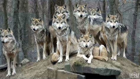 Moment of Rare Beauty: Stunning Wolf Family Portrait | Wolf ...