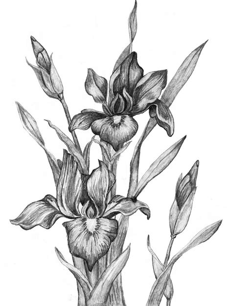 Two Iris Flowers ver3 by InspiredDesigns33 on DeviantArt | Iris drawing ...